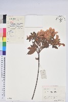 藏品(唐杜鵑、大屯杜鵑、中原氏杜鵑)的圖片