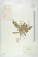 藏品(小葶藶)的圖片