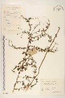 藏品(島田氏雞兒腸)的圖片