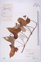 藏品(甘藷、地瓜)的圖片