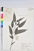 藏品(日本五月茶、南投五月茶)的圖片