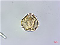 藏品(格藥柃)的圖片