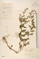 藏品(雞兒腸)的圖片