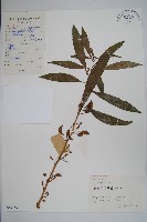 藏品(鳳仙花)的圖片