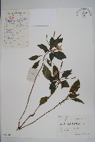 藏品(睫毛萼鳳仙花)的圖片