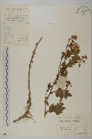 藏品(菊)的圖片