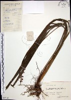 藏品(麥門冬)的圖片