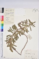 藏品(大戟)的圖片