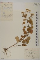 藏品(油菊)的圖片