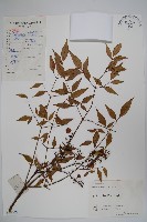 藏品(南天竹、天竹、蘭天竹)的圖片