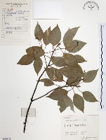 藏品(樟樹)的圖片