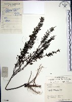 藏品(鐵掃帚、千里光)的圖片