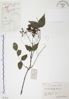 藏品(灰色木藍)的圖片