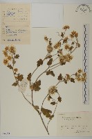 藏品(油菊、野菊)的圖片