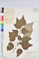 藏品(白背葉)的圖片