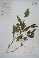 藏品(柳葉牛膝)的圖片