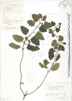 藏品(灰葉蕕)的圖片