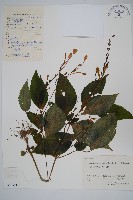 藏品(擬馬偕花、白接骨)的圖片