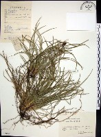 藏品(麥門冬)的圖片