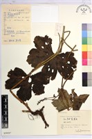 藏品(贛皖烏頭)的圖片