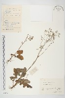 藏品(黃鵪菜)的圖片