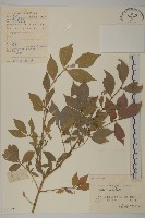 藏品(衛矛)的圖片