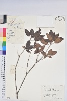 藏品(馬銀花)的圖片