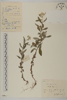 藏品(香青)的圖片
