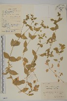 藏品(牛繁縷)的圖片