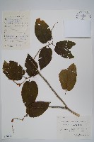 藏品(華千金榆)的圖片