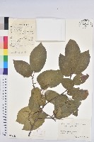 藏品(白木烏臼)的圖片