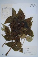 藏品(蔥木)的圖片