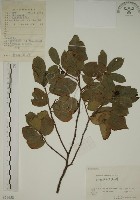 藏品(鈍齒鼠李)的圖片