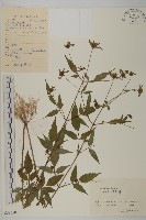 藏品(大狼把草)的圖片