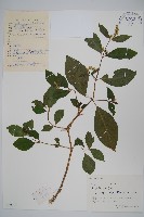 藏品(牛膝)的圖片