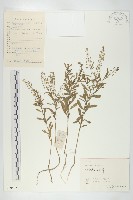 藏品(獨行菜)的圖片