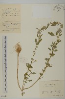 藏品(小藜)的圖片