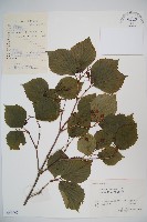 藏品(黑果莢迷)的圖片