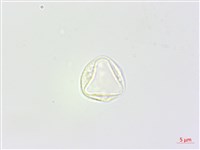 藏品(苧麻)的圖片