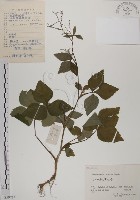 藏品(鴨兒芹)的圖片