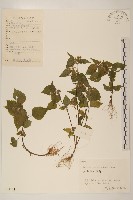 藏品(粗毛小米菊)的圖片