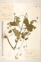 藏品(毛梗豨薟)的圖片