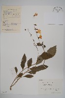 藏品(湖南沙參、寬裂沙參)的圖片