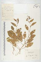 藏品(葶藶)的圖片