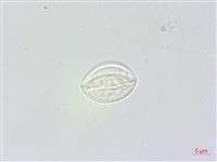 藏品(長白苧麻)的圖片