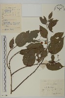 藏品(昆明山海棠)的圖片