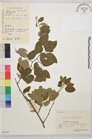 藏品(牯嶺勾兒菜, 臺灣黃鱔藤)的圖片