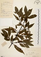 藏品(山胡椒)的圖片