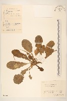 藏品(蒲公英)的圖片