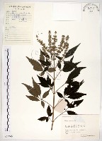 藏品(黃荊)的圖片